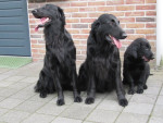 Lexy, Darcy en Boaz 14 september 2013